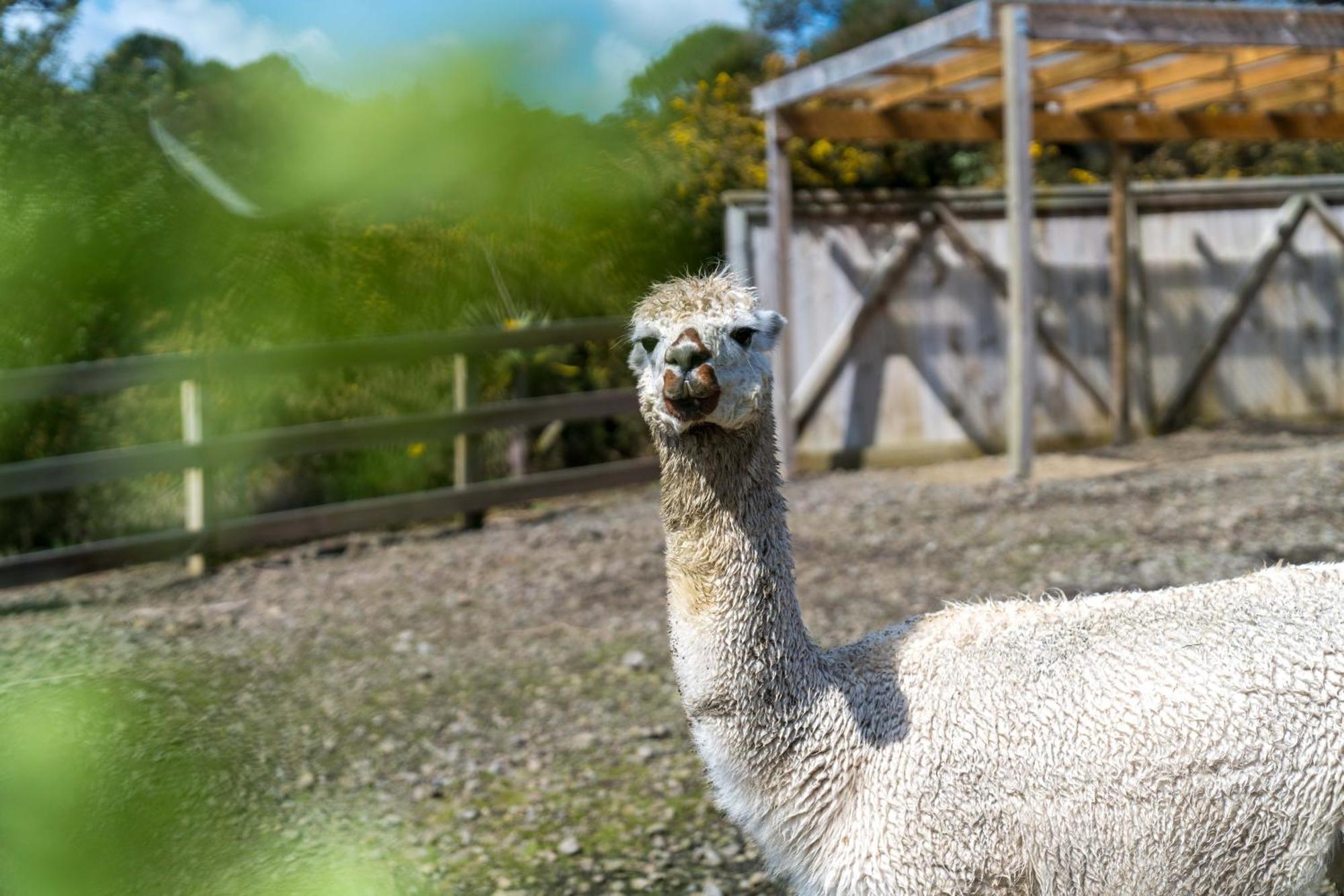 Alpaca Manor Privatunterkunft *